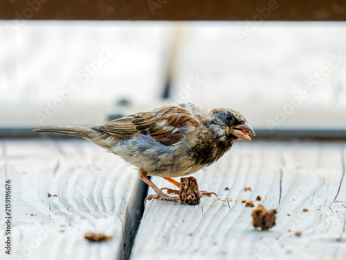 Cuadro en lienzo Moineau domestique (Passer domesticus) en pleine mue se nourrissant de pain à Ti