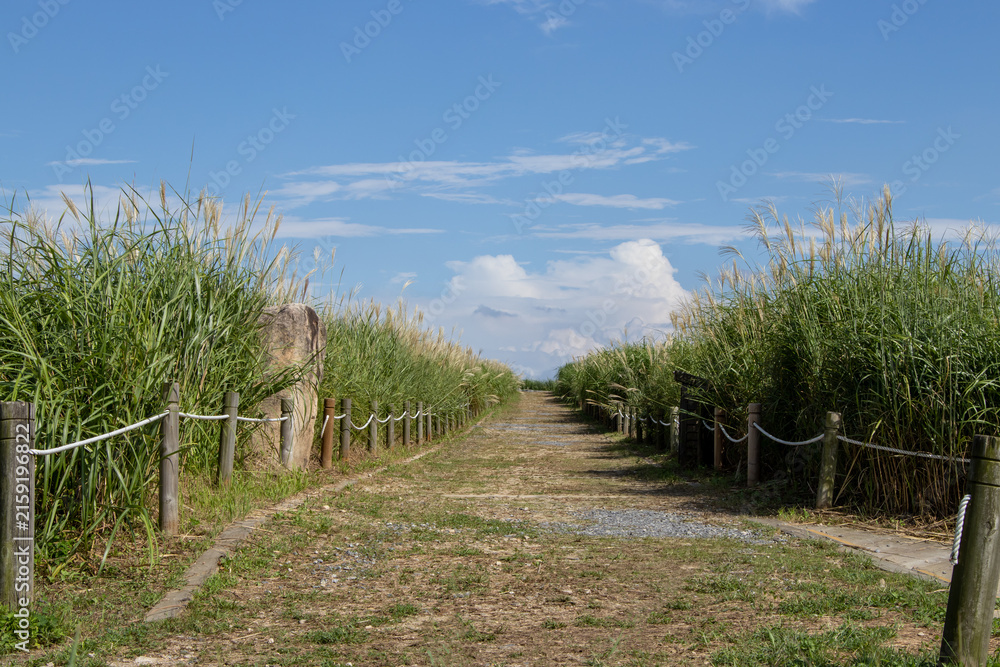 Fototapeta premium Scenic walking path through tall green grass and reeds under a blue sky with clouds