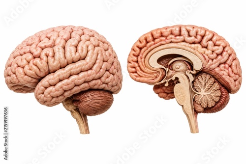 Human brain anatomy showing side view and cross section with detailed neural structures medical.