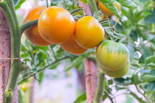 Round Yellow Tomatoes at Different Stages of Ripening
