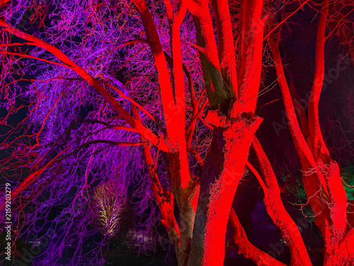 Foto Trees in a public park illuminated at night in red and purple colours as part of