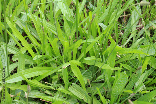 Ribwort plantain (Plantago lanceolata) grows in nature