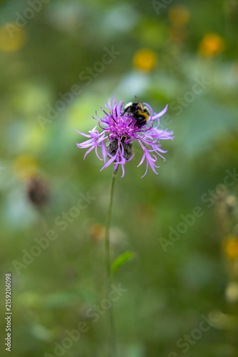 Фотография Bumblebee feeding on a purple knapweed flower in a summer meadow, photographed against a softly blurred green background