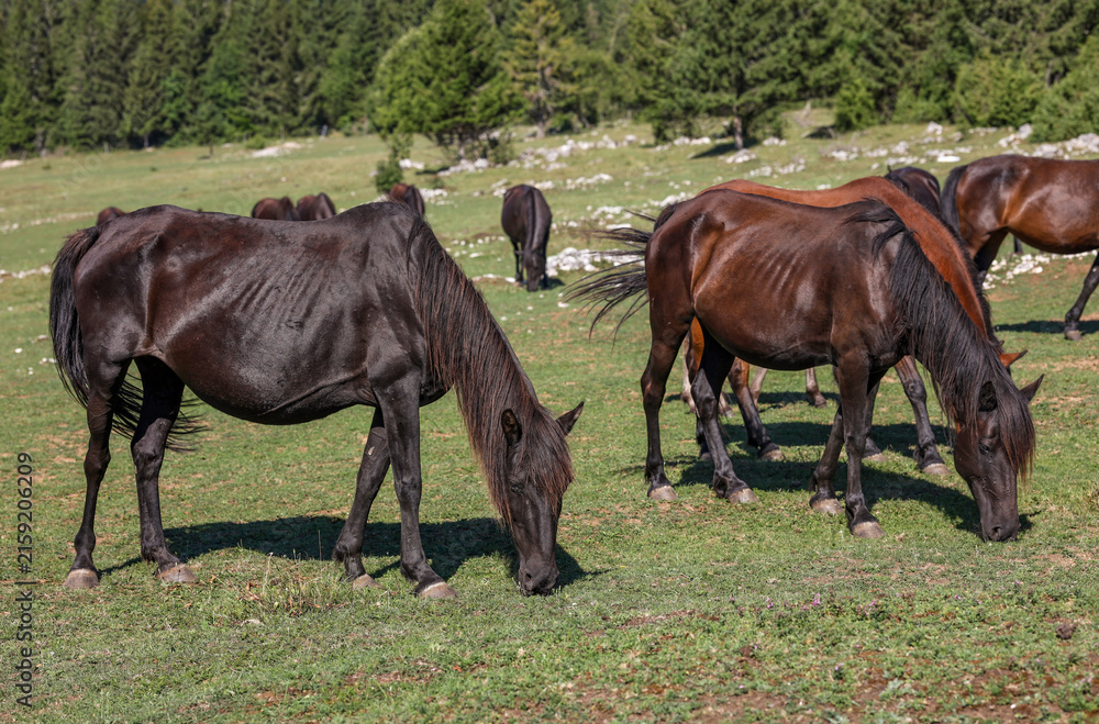Obraz premium Herd of dark horses grazing freely on a mountain pasture surrounded by forest and rocky highland terrain on a sunny summer day