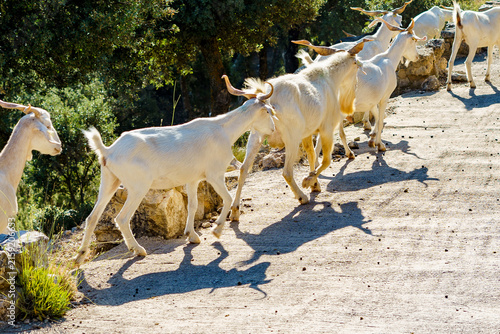Принти на полотні Cabras