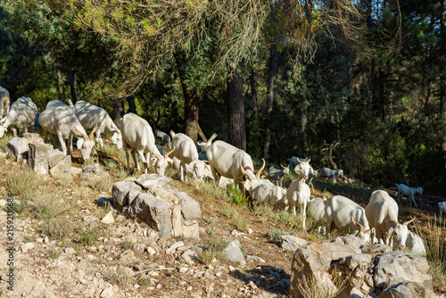 фотографія Cabras