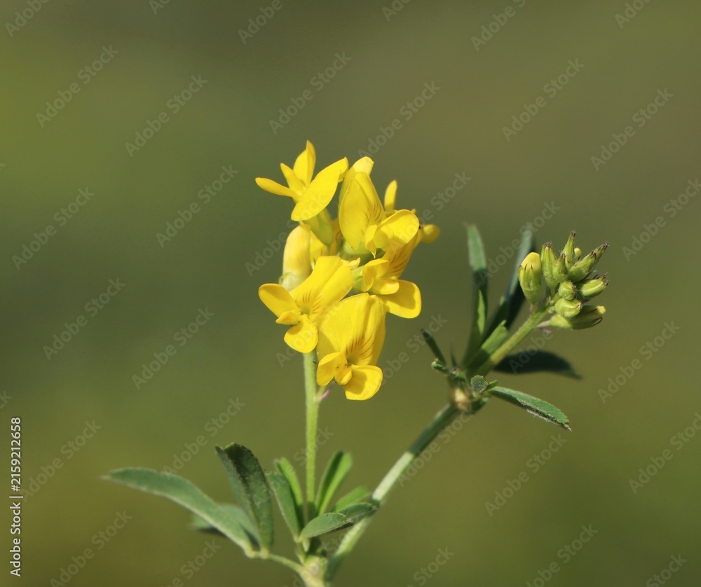 Fototapeta premium Medicago falcata (yellow alfalfa or sickle medick) wild flowering plant