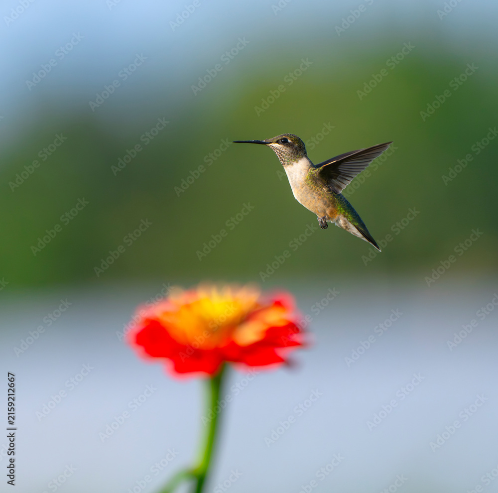 Fototapeta premium close up on flying ruby throated hummingbird above flower