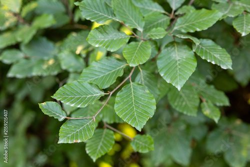 Konstfotografi Close-up of green beech leaves on a slender branch, showing prominent veins and natural texture against a softly blurred forest background