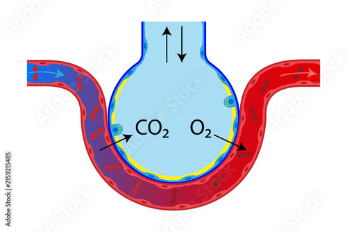 Gas Exchange in the Pulmonary Alveoli