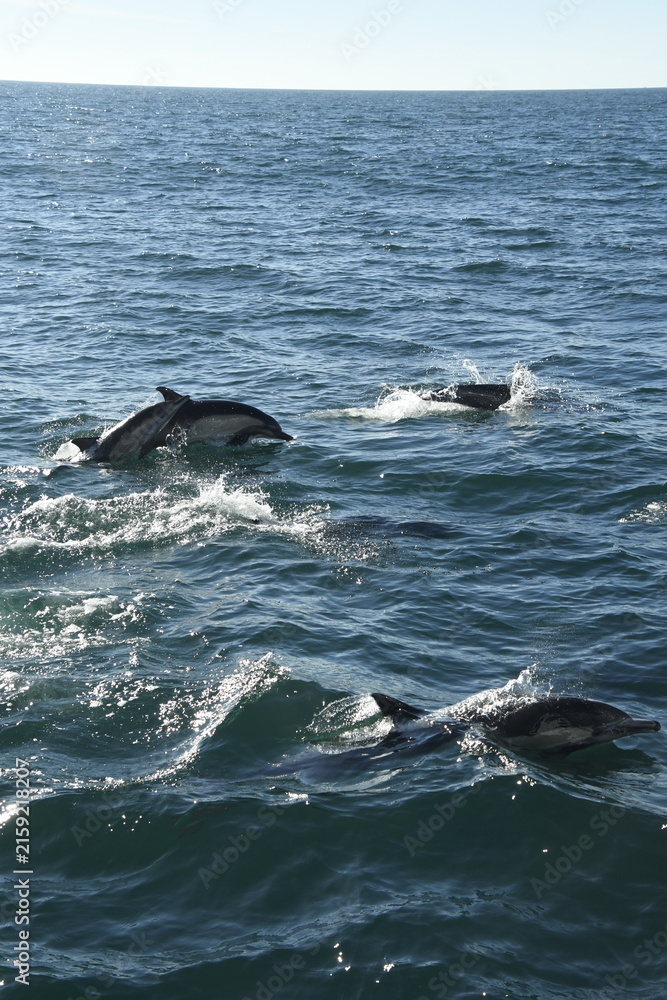 Naklejka premium two dolphins jumping in water