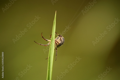 Foto Spinndrüse