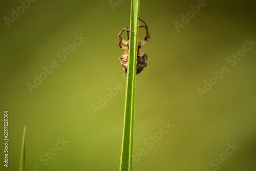 Foto Kreuzspinne