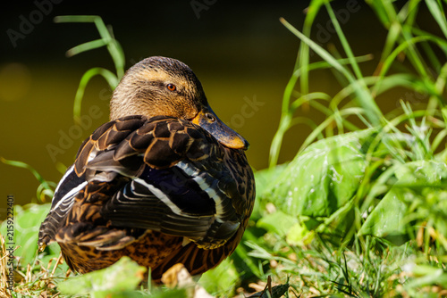 Duck- portrait