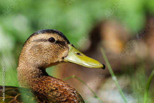 Duck- portrait
