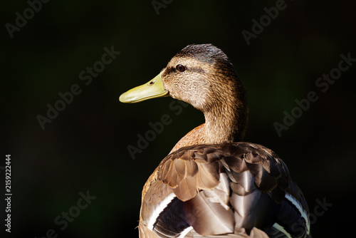Duck- portrait