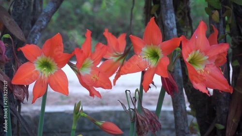 Cluster of orange Hippeastrum blooms, commonly referred to as amaryllis, displaying vibrant trumpet-shaped flowers