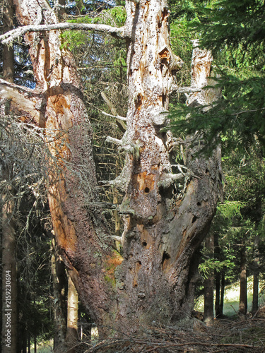 Toter Baum im Wald - dead tree in the forest
