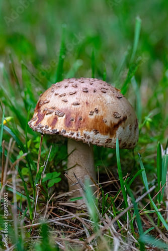 Obraz na plátně A wild mushroom with a convex, brownish-pink cap speckled with small whitish or brownish remnants of a universal veil, rising from a scaly or fibrous stipe amidst green grass