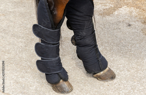 Travel boots on a horses back legs for protection when traveling in a trailer or horsebox. Equestrian. 