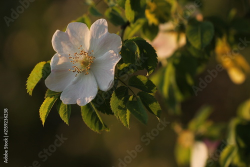 fiore di rosa canina in primavera al tramonto