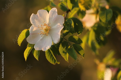 fiore di rosa canina in primavera al tramonto