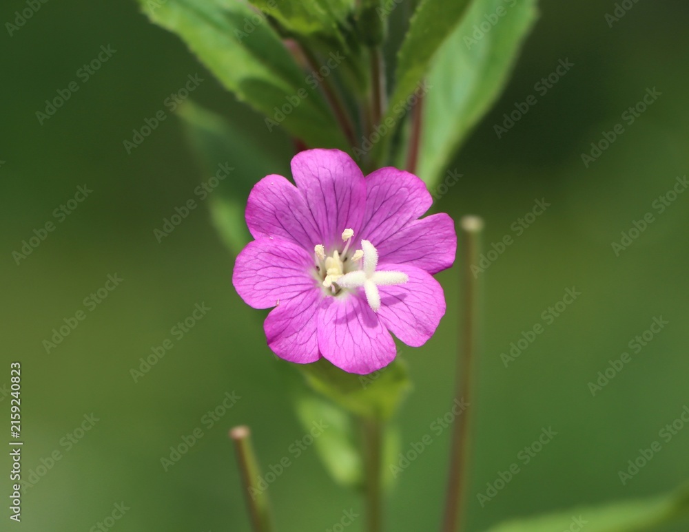 Obraz premium Great hairy willowherb (Epilobium hirsutum) growing in a meadow