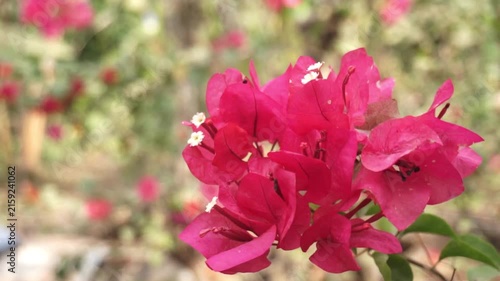 Pink bougainvillea (Bougainvillea spectabilis) in full bloom