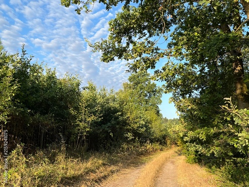 road in the forest