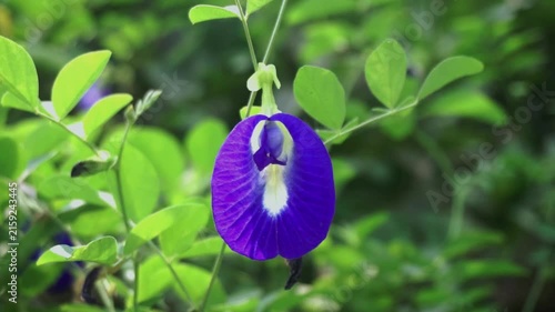 A vibrant blue butterfly pea flower (Clitoria ternatea) attached to a slender vine with green leaves