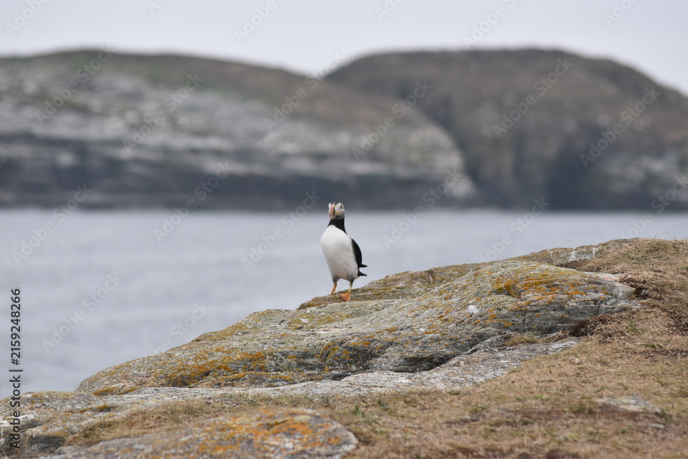 Fototapeta premium nature in newfoundland
