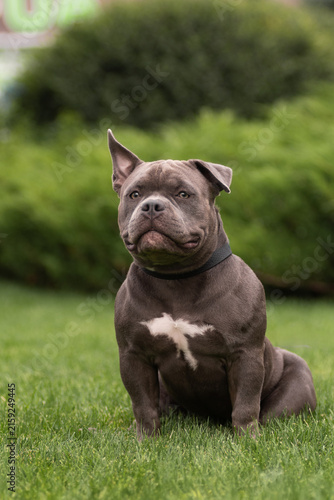 Portrait of a funny gray American Bully dog standing outdoors on green grass background