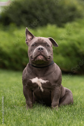 Portrait of a funny gray American Bully dog standing outdoors on green grass background