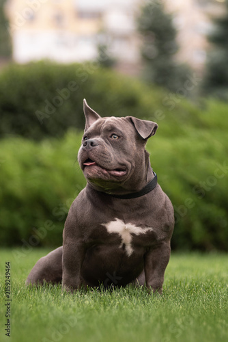 Portrait of a funny gray American Bully dog standing outdoors on green grass background