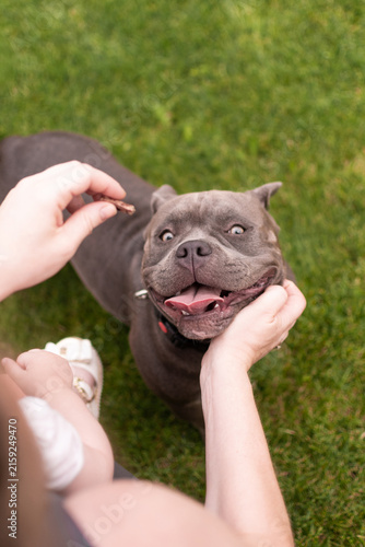 American Bully dog standing on hind legs reaching for a treat from owner in summer park