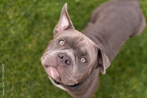 Portrait of a funny gray American Bully dog standing outdoors on green grass background