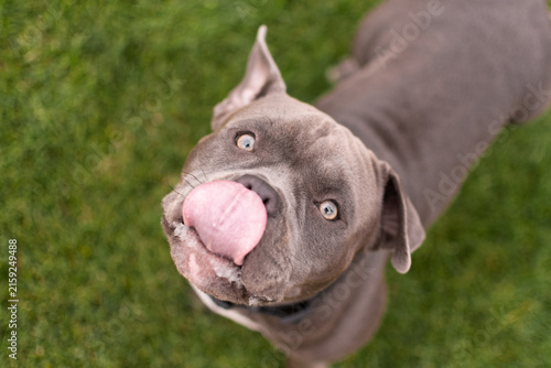 Portrait of a funny gray American Bully dog standing outdoors on green grass background