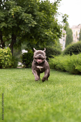 Playful gray American Bully dog running fast on green lawn towards camera in park