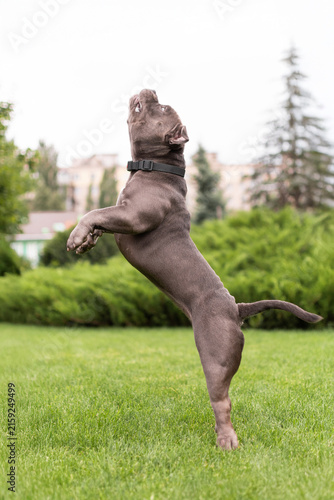 Playful gray American Bully dog running fast on green lawn towards camera in park