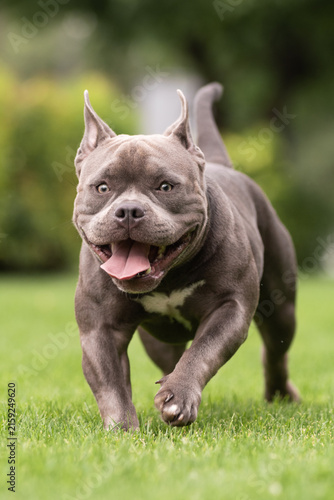 Playful gray American Bully dog running fast on green lawn towards camera in park