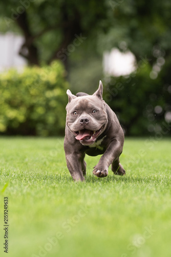 Playful gray American Bully dog running fast on green lawn towards camera in park