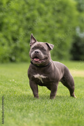 Playful gray American Bully dog running fast on green lawn towards camera in park
