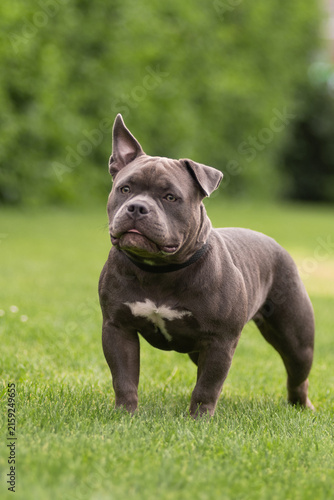 Portrait of a funny gray American Bully dog standing outdoors on green grass background