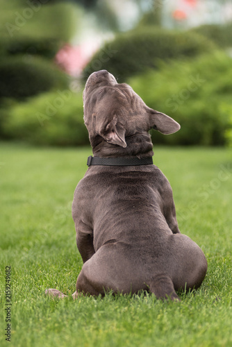 Playful gray American Bully dog running fast on green lawn towards camera in park