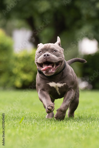 Playful gray American Bully dog running fast on green lawn towards camera in park