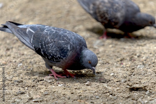Foto Close-up of a gray pigeon pecking at the ground, with blurred background showing