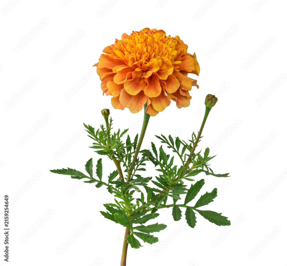 Fototapeta premium Orange marigold flower bloom with bud and feathery green leaf on stem isolated on transparent background.