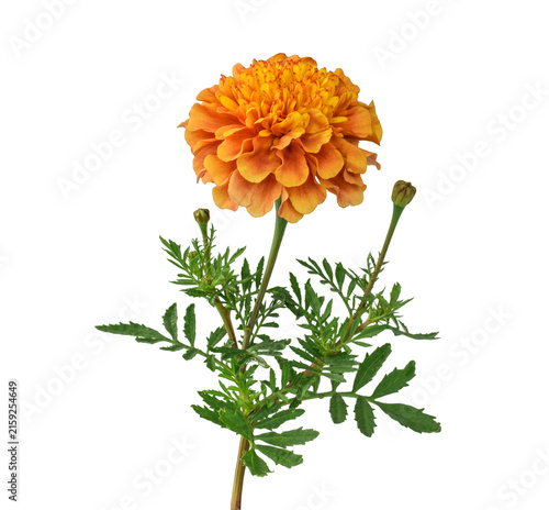 Orange marigold flower bloom with bud and feathery green leaf on stem isolated on transparent background.