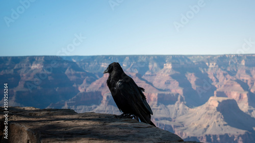 Принти на полотні A stoic black raven gazes upon the majestic Grand Canyon