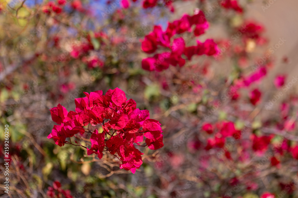 Obraz premium Vibrant Red Bougainvillea Bush in Full Bloom, background or wallpaper for your project